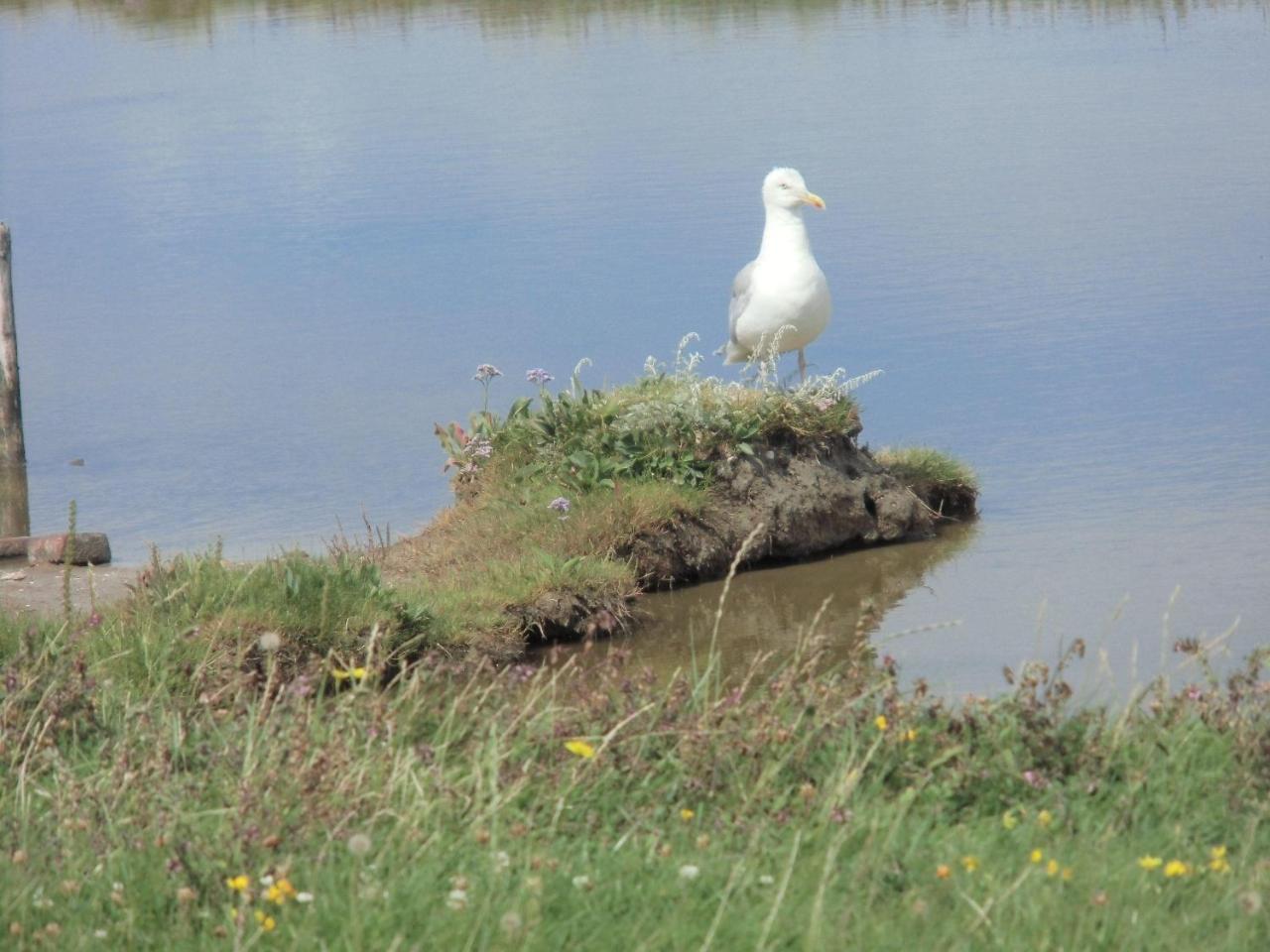 Haus-Halligblick-Ferienwohnung-Hamburger-Hallig Dagebüll Екстериор снимка